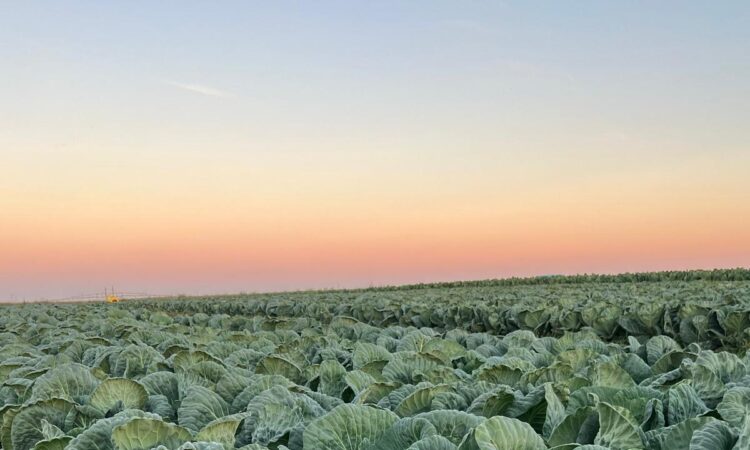 Duurzaam beleggen: Een groeiende trend met positieve impact